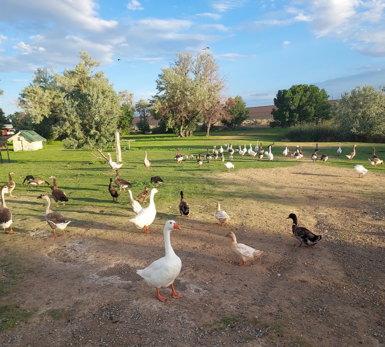 Duck Pond Park (Battle&nbspMountain,&nbspNV)